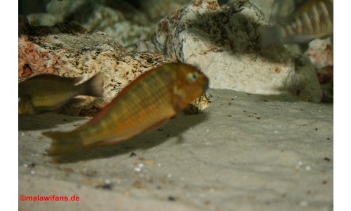 Tropheus golden kazumba
